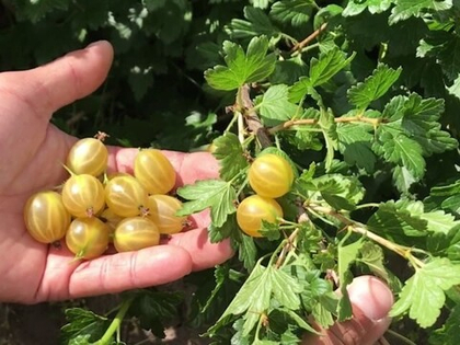 Крыжовник Яровой (ОКС)