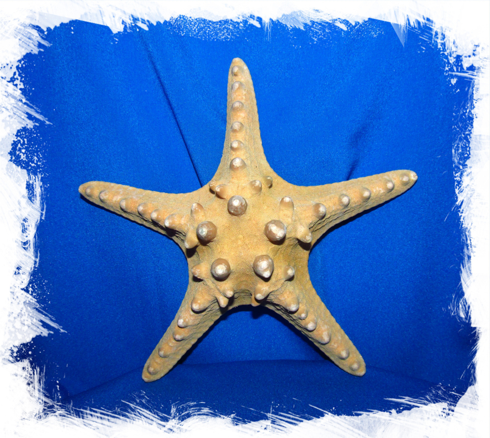Филиппинская Морская Звезда 17 - 20 см