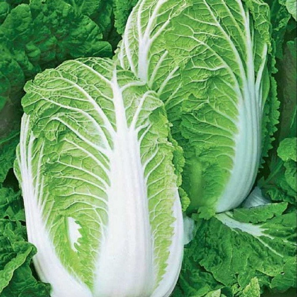 Капуста пекинская Спринкин F1 10шт Мировые Семена VITA GREEN
