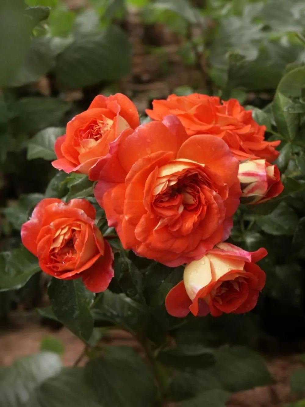 Роза флорибунда Гебрюдер Гримм