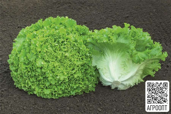 Сементел семена салата батавия (Bejo / Бейо) продукт – фото 2