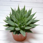 Aloe Aristata (Алоэ)