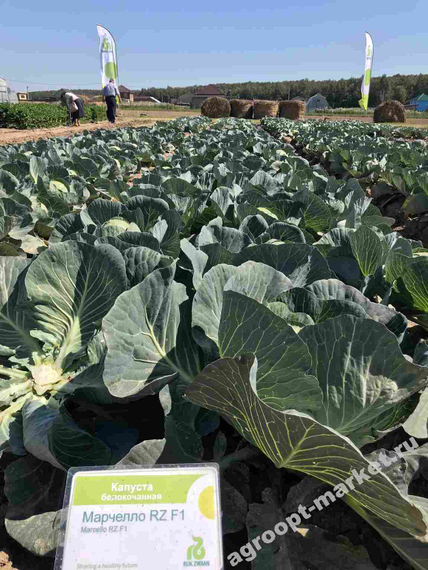 Марчелло F1 семена капусты белокочанной – фото 7
