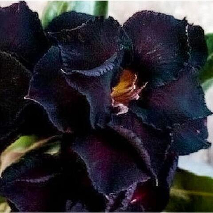 Адениум обесум BLACK SWAN