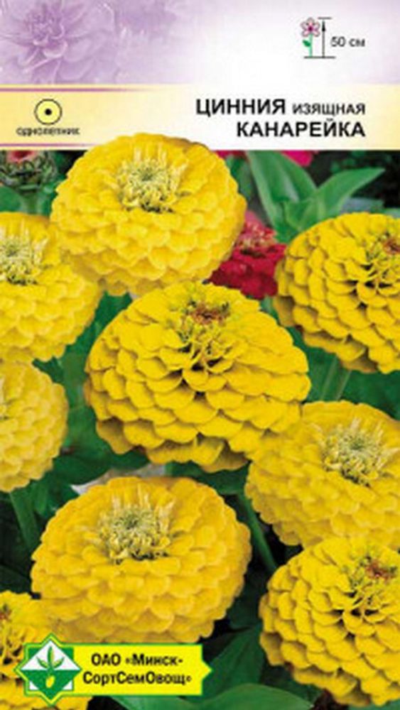 Цинния изящная лилипутовая "Канарейка" 0.5г, Германия. Цинния изящная лилипутовая "Канарейка" 0.5г, Германия.