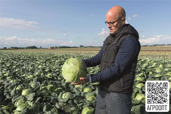 Краутман F1 семена капусты белокочанной (Bejo / Бейо) в поле – фото 2