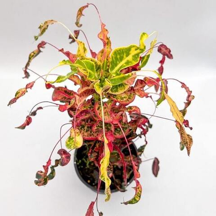 Кротон SOI RAYA