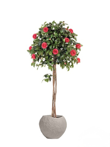 Комплект - Камелия на штамбе тёмно-розовая в кашпо TREEZ Effectory - Organic