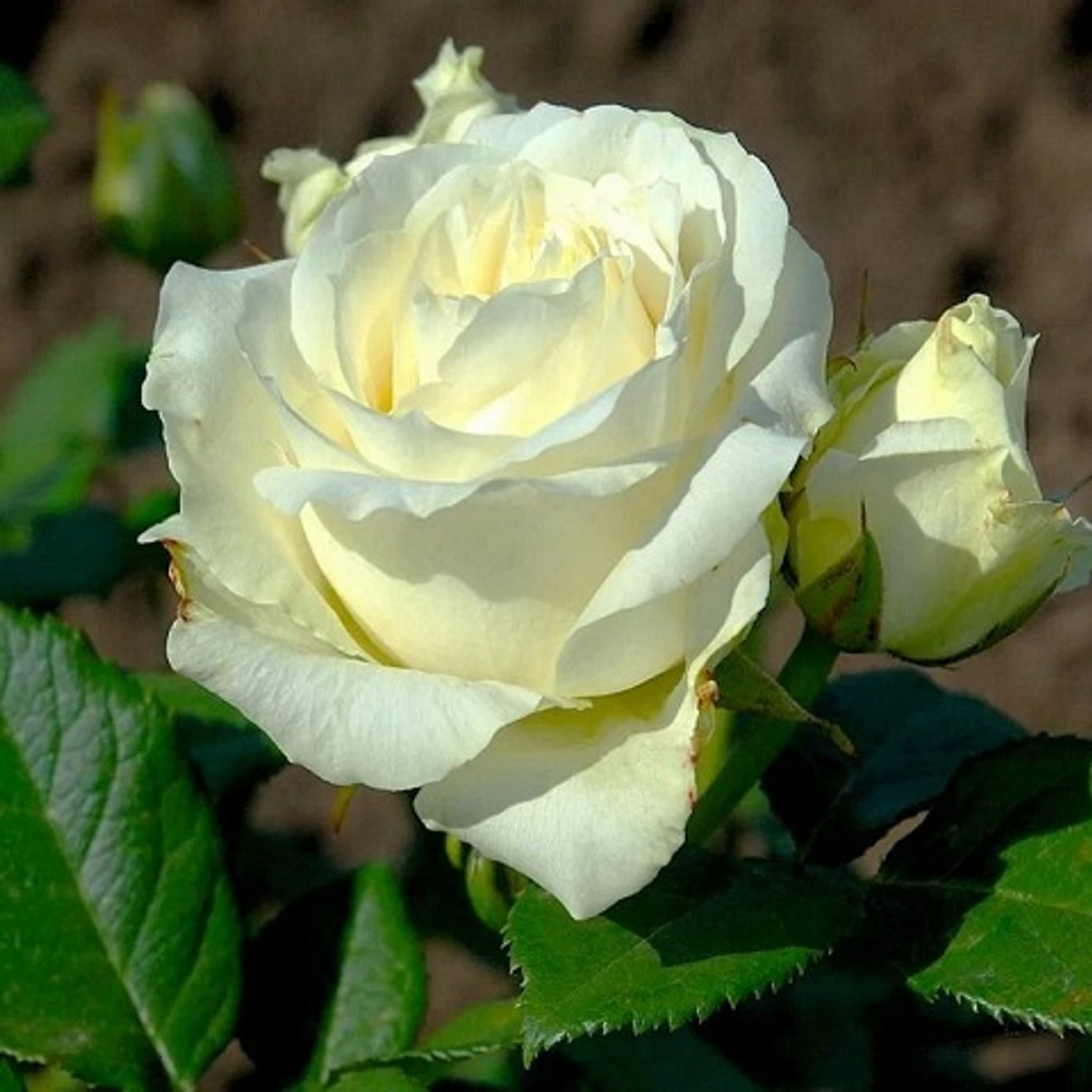 Роза чайно-гибридная Avalanche