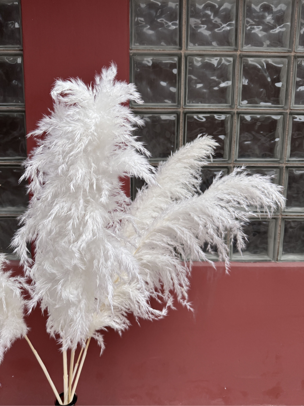 Кортадерия белая Премиум 5 шт