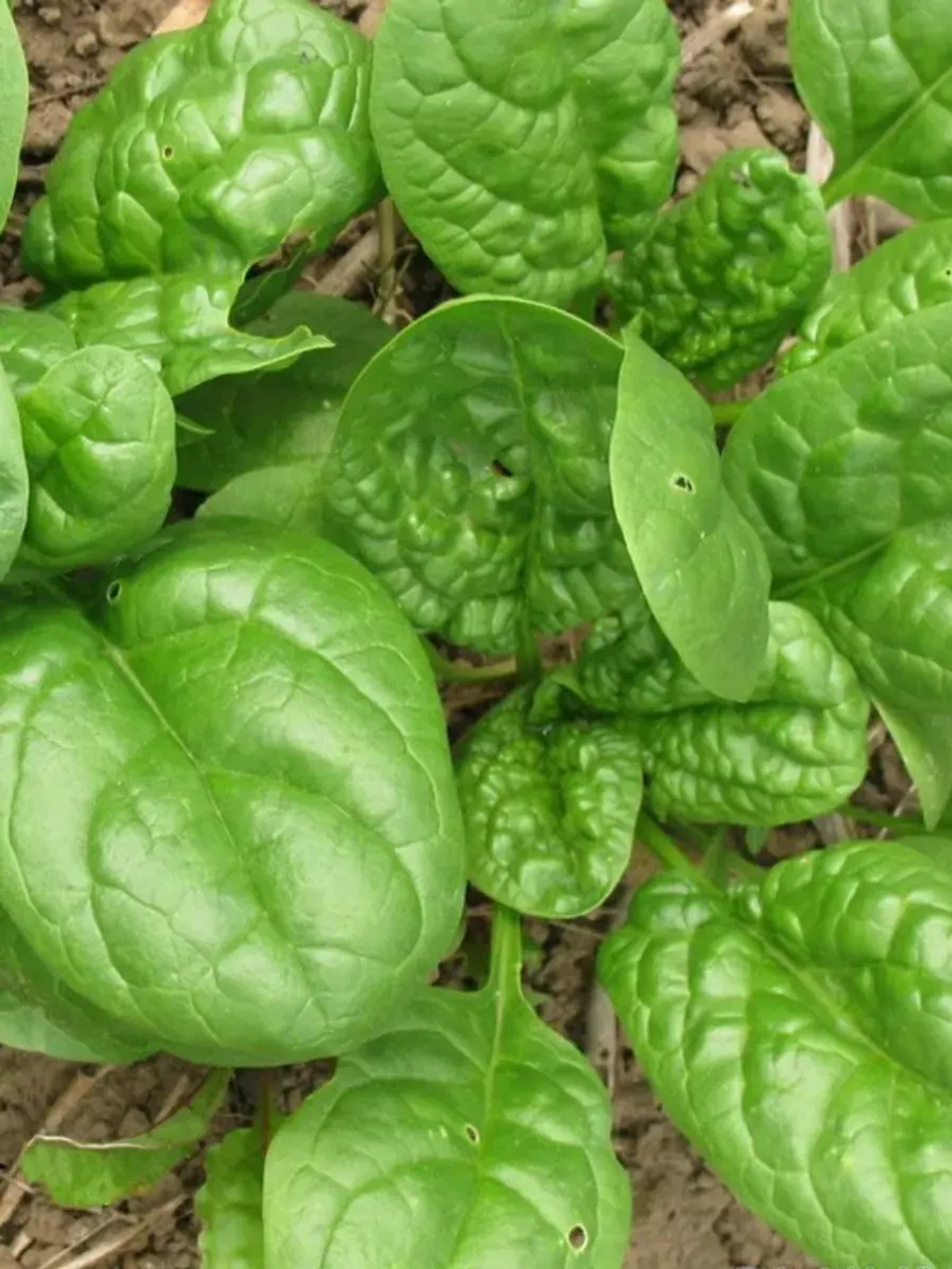 Семена Шпинат Витаминный Король