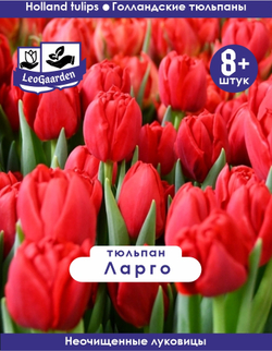 Тюльпан Луковица, Ларго, 8+ шт