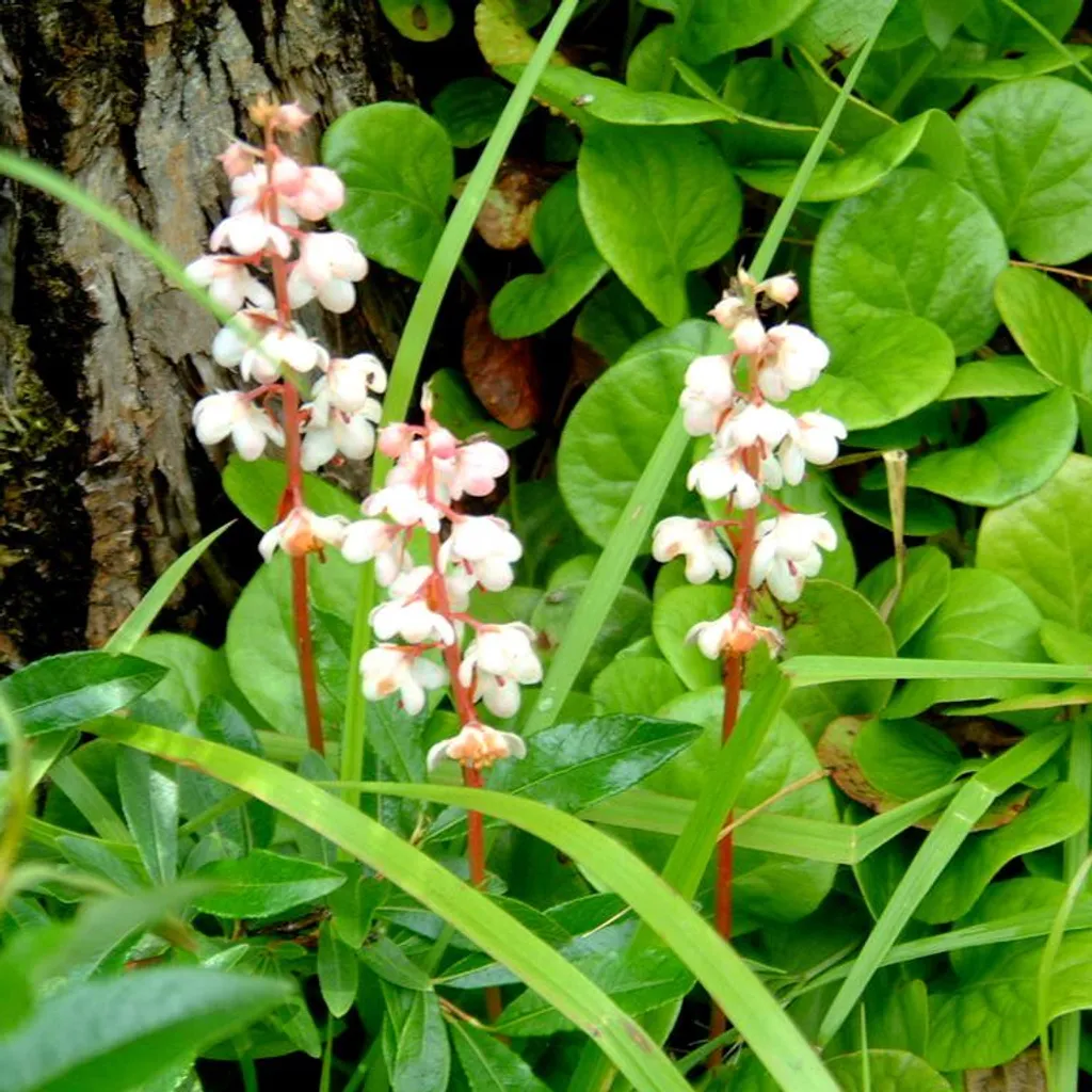 Грушанка круглолистная