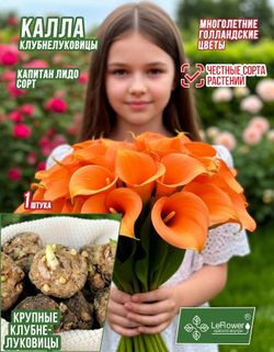 Калла, Клубнелуковица, Каптейн Лидо 1 шт.