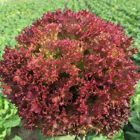 Солос семена салата лолло росса (Bejo / Бейо) продукт – фото 3