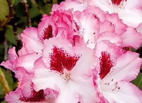 Рододендрон катевбинский