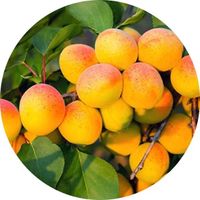 Apricot