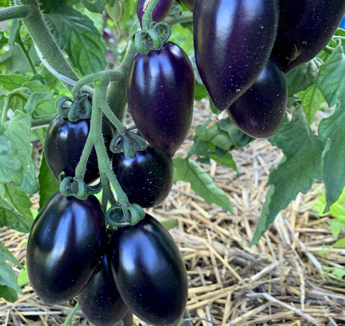 Блю марцано / Синий Марцано / Blue marzano