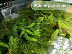 Роголистник. Живое неприхотливое аквариумное растение пучок от 5 веток
