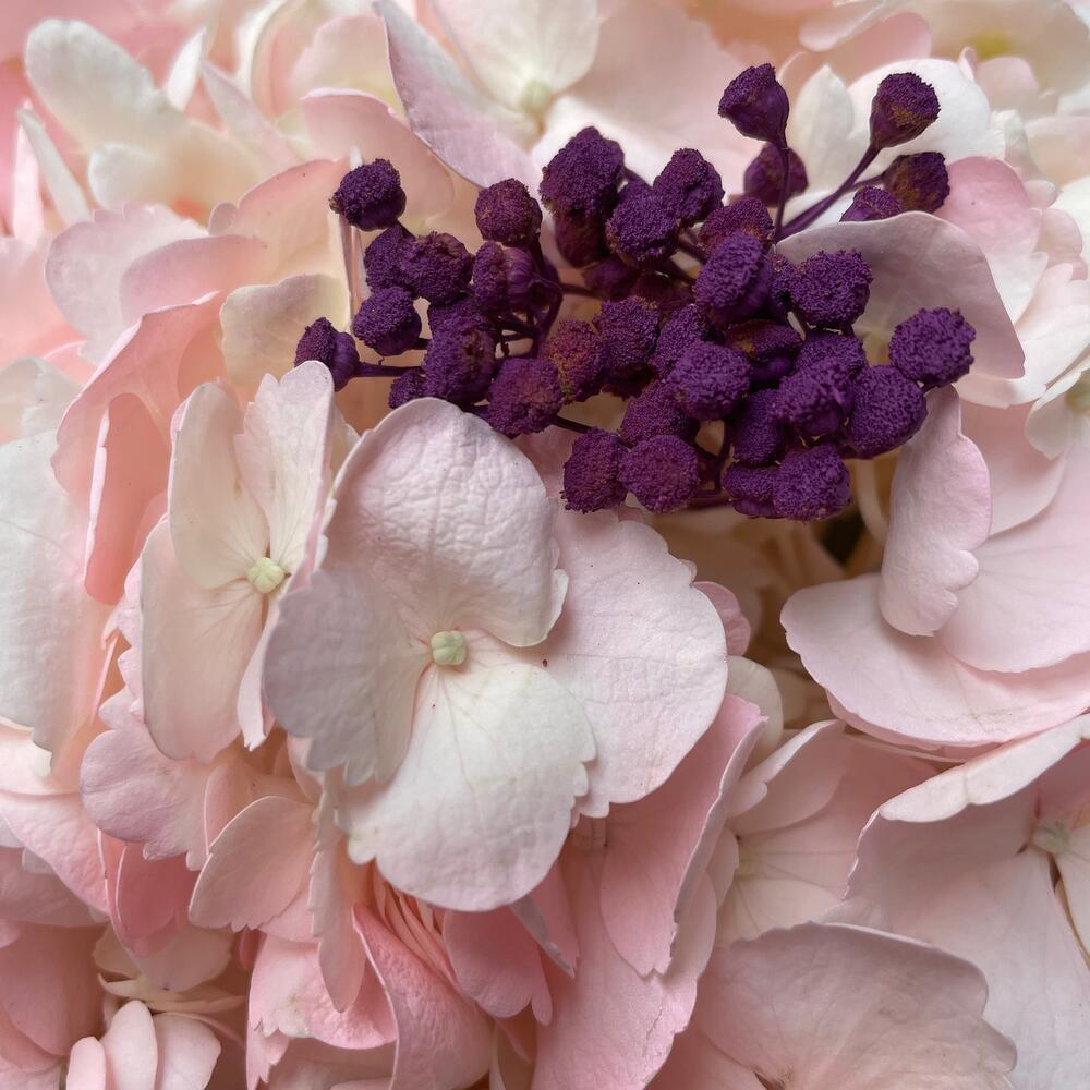 Букет гортензий «Черничный смузи гранд»