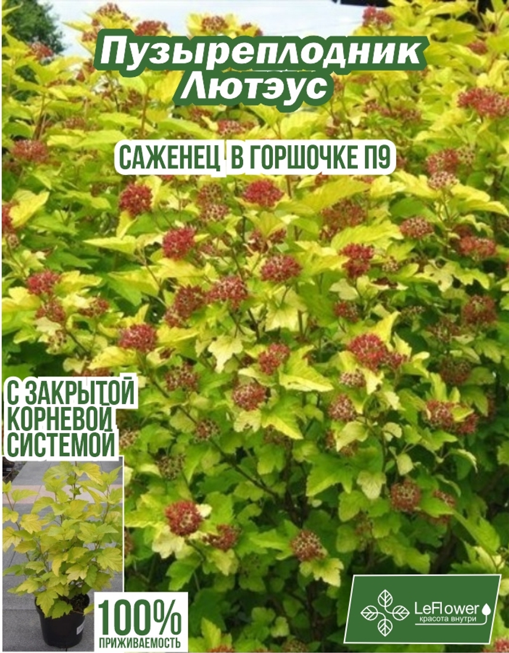 Саженец, Пузыреплодник, Лютэус