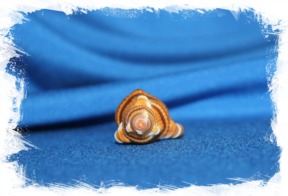 Septa hepatica, Cymatium Hepaticum