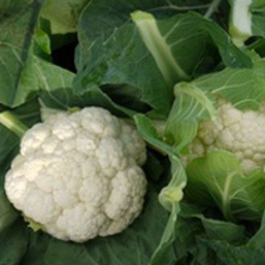 Фронтина F1 семена капусты цветной (Seminis / Семинис)