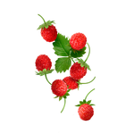 %% STARLINE - Wild Strawberries (210g)