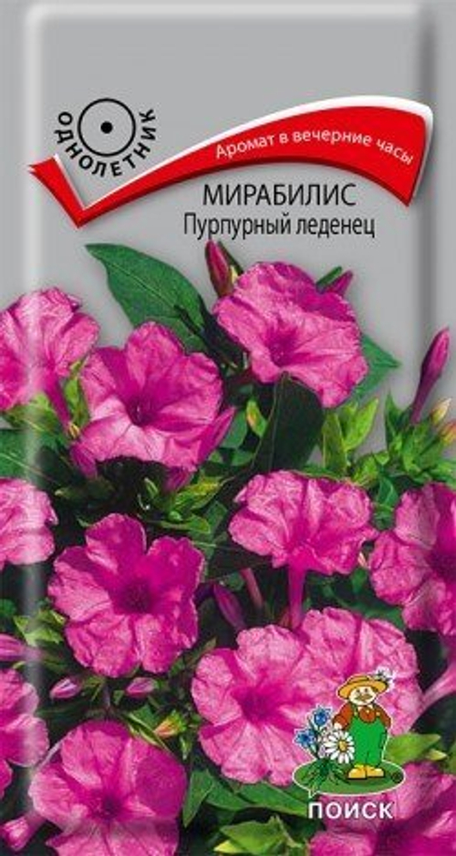 Мирабилис Пурпурный леденец