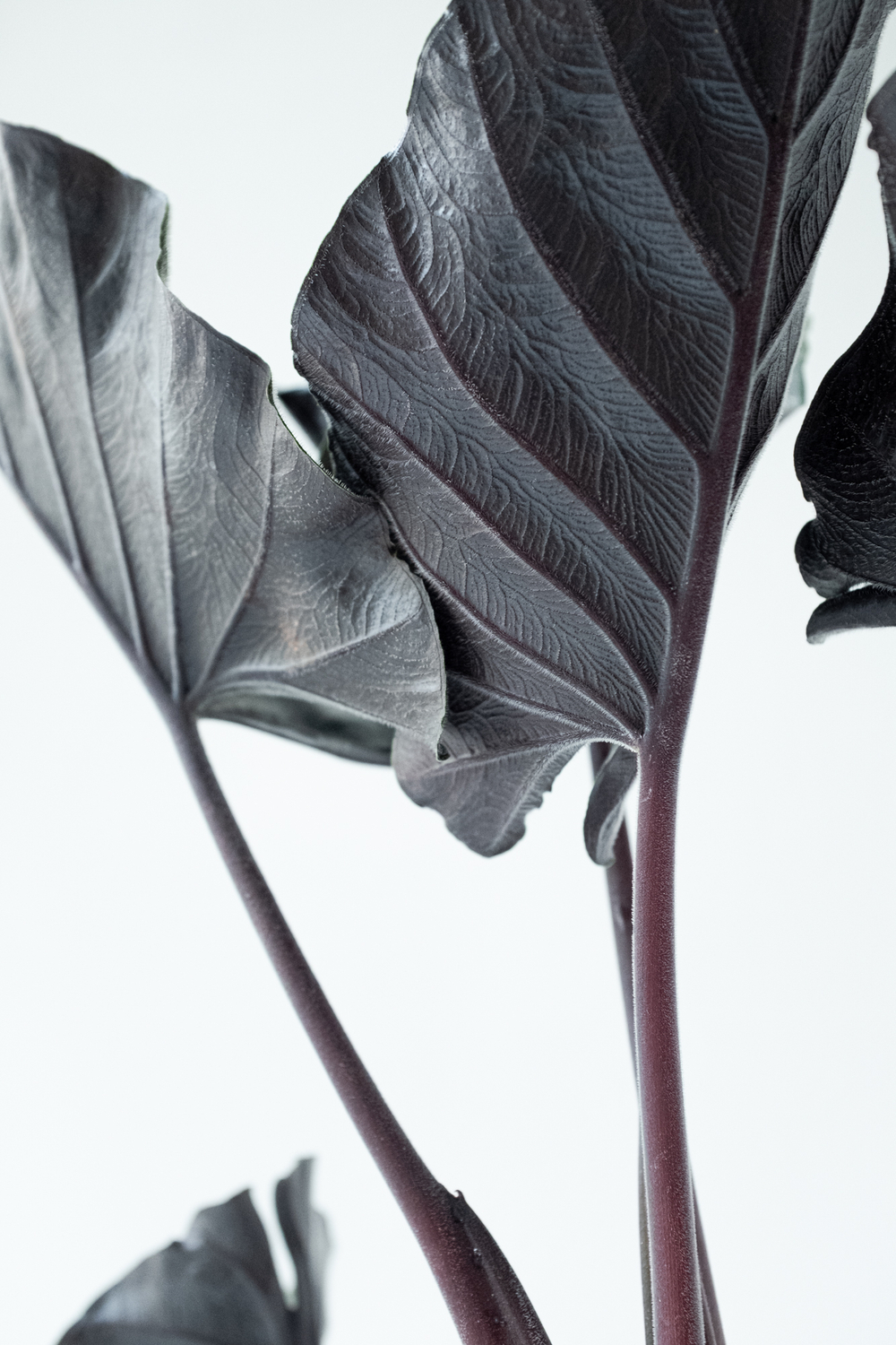 Alocasia Antoro Velvet — изящная алоказия с почти чёрной листвой и бархатной текстурой. Идеальный акцент для коллекции и интерьера с характером.