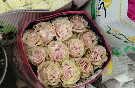 13 роз Пинк Мондиаль