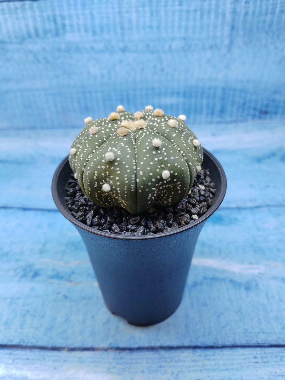Astrophytum Asterias (Астрофитум)