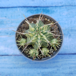 Euphorbia meloformis f. Variegated (Эуфорбия вариегатная)