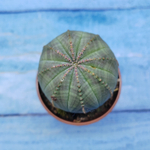 Euphorbia Obesa (Эуфорбия)