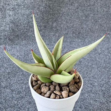 Сансевиерия CHANIN