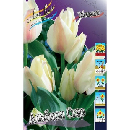 Тюльпан Альбион Стар