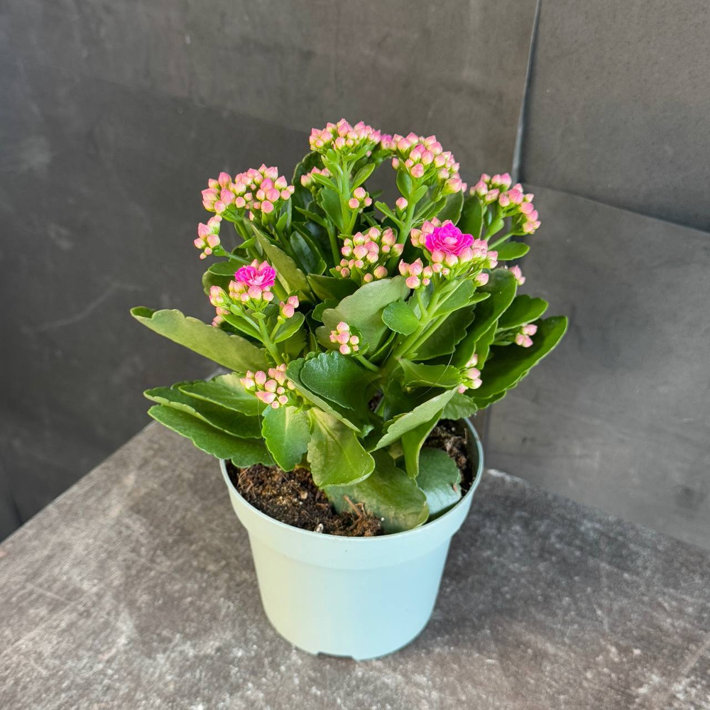 Каланхоэ Блоссфельда (Kalanchoe blossfeldiana) розовое