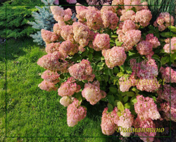 Гортензия метельчатая Диамантино- Алмаз (Hydrangea paniculata `Diamantino`)