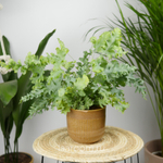 Флебодиум Давана 12/35