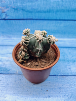 Astrophytum Myriostigma "Hakujo Fukuryu" (Астрофитум)