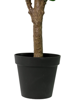 Фикус эластика зеленый 180 см.