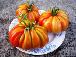 Помидоры Accordion Вi-color