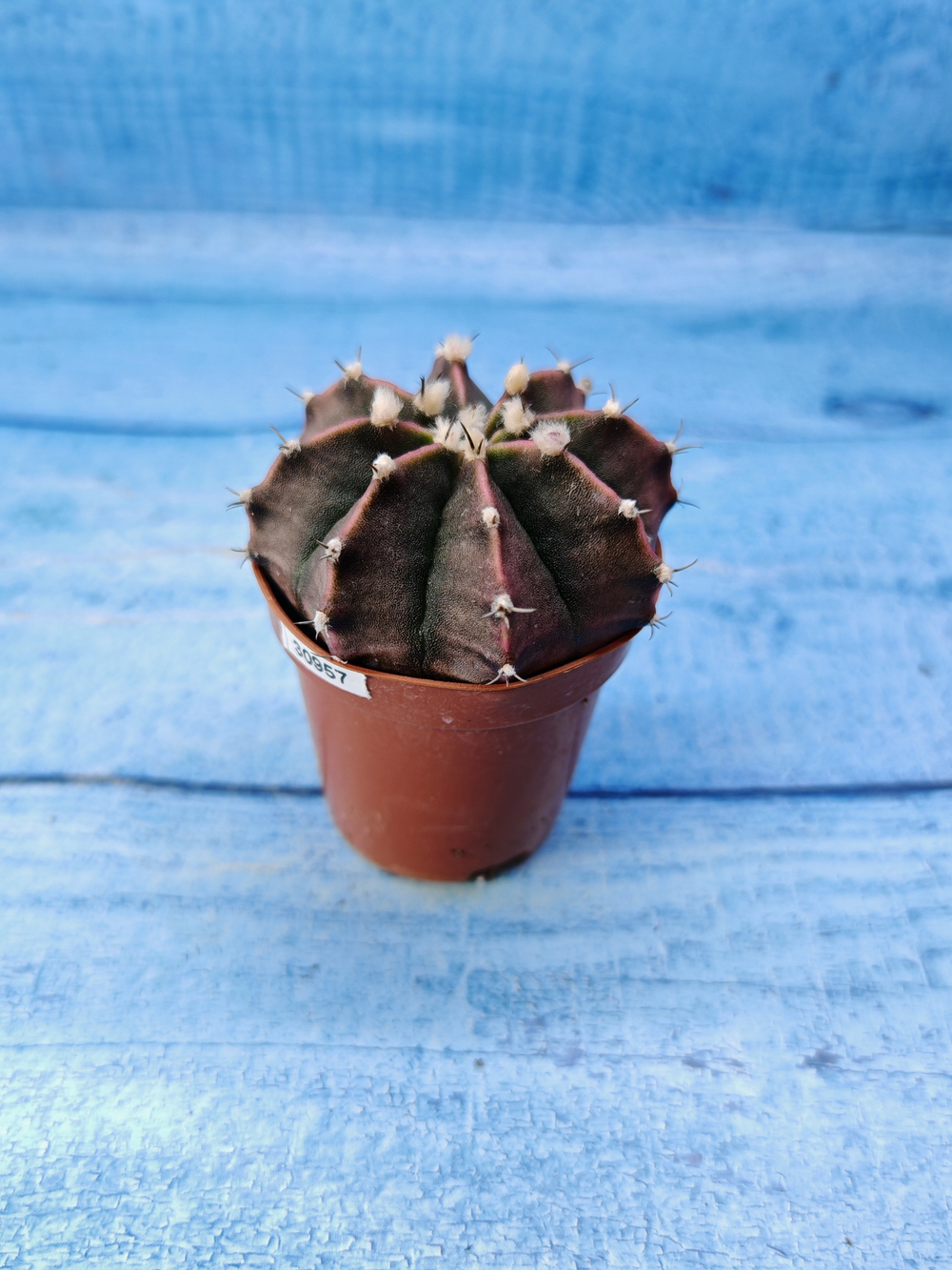 Gymnocalycium Friedrichii (Гимнокалициум)