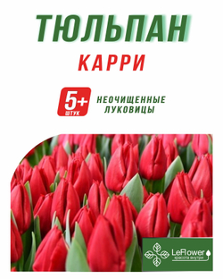 Тюльпан Луковица, Карри, 5+ шт