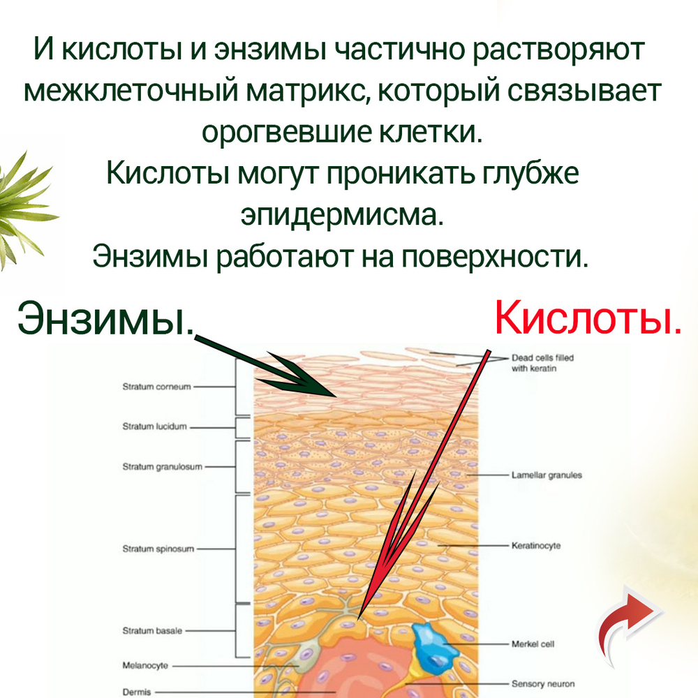 Энзимная маска пилинг Dolce Angel Derma Pure Quest степени проникновения по сравнению с кислотами