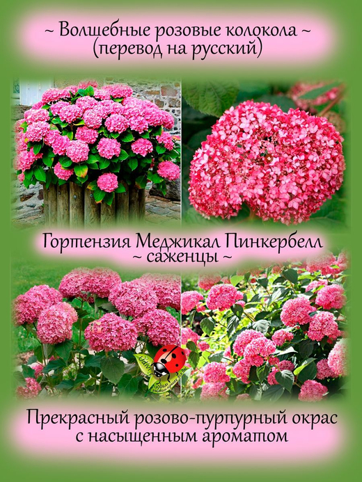 Гортензия Мэджикал Пинкербелл древовидная розовая