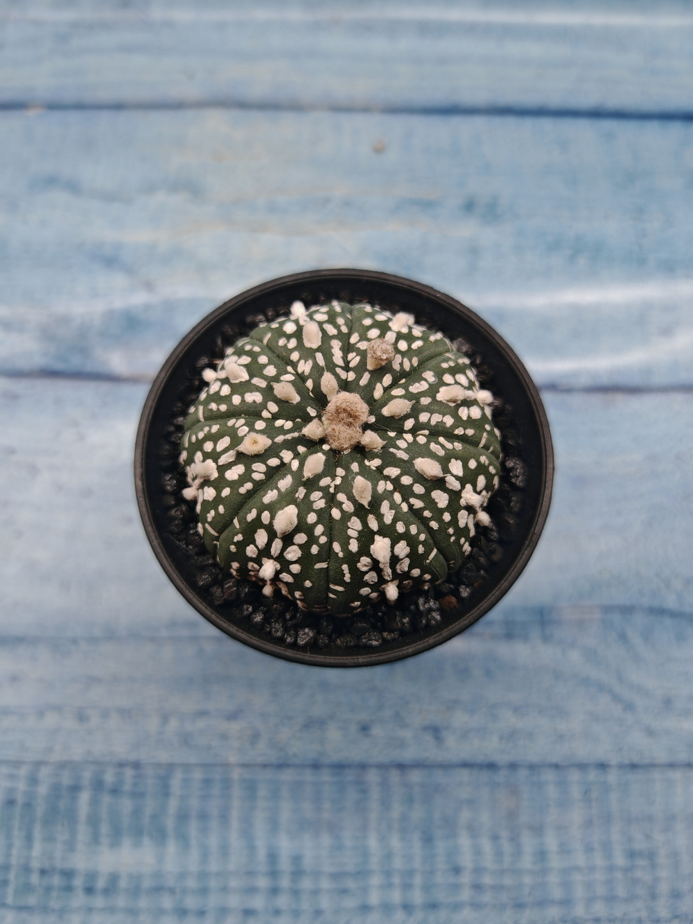 Astrophytum Asterias (Астрофитум)
