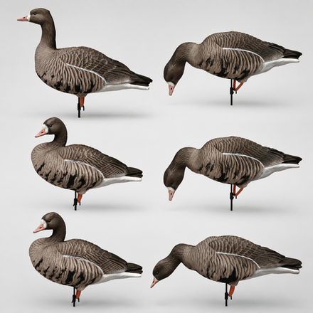 Белолобый гусь Duck Mania "ALFA"