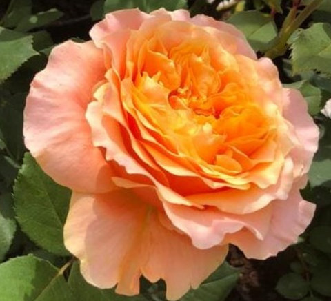 Роза чайно-гибридная Каралуна