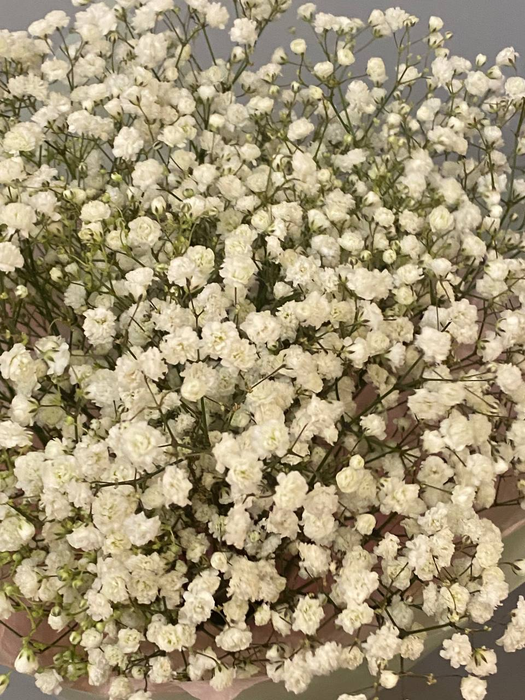 Букет из белой гипсофилы (7шт)